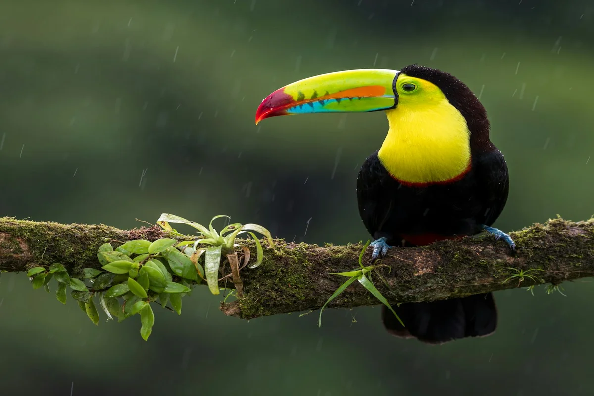 Early Bird Watching Tour in Guanacaste