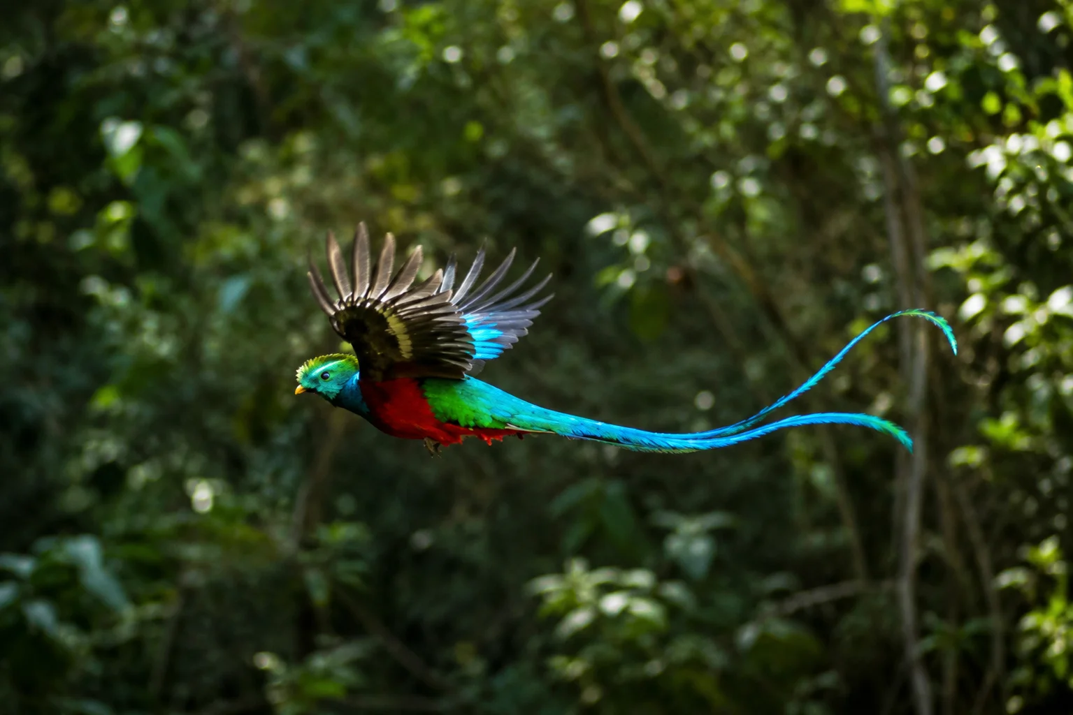 Monteverde Nature Lovers Deluxe Private Package