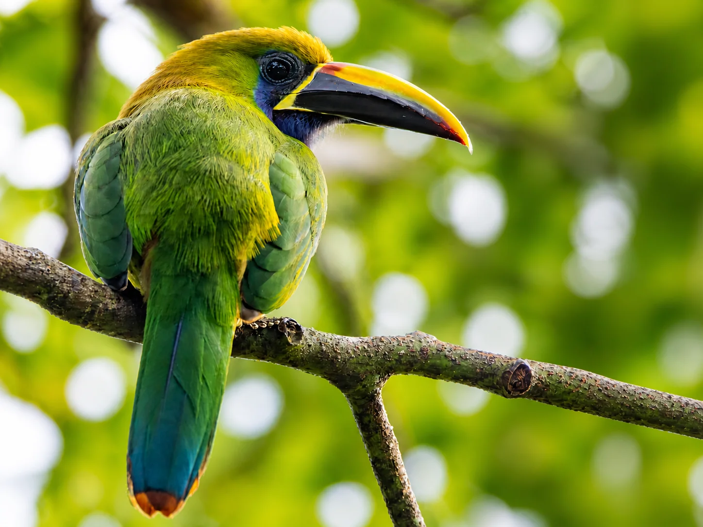 Curi-Cancha Wildlife Refuge Guided Tour